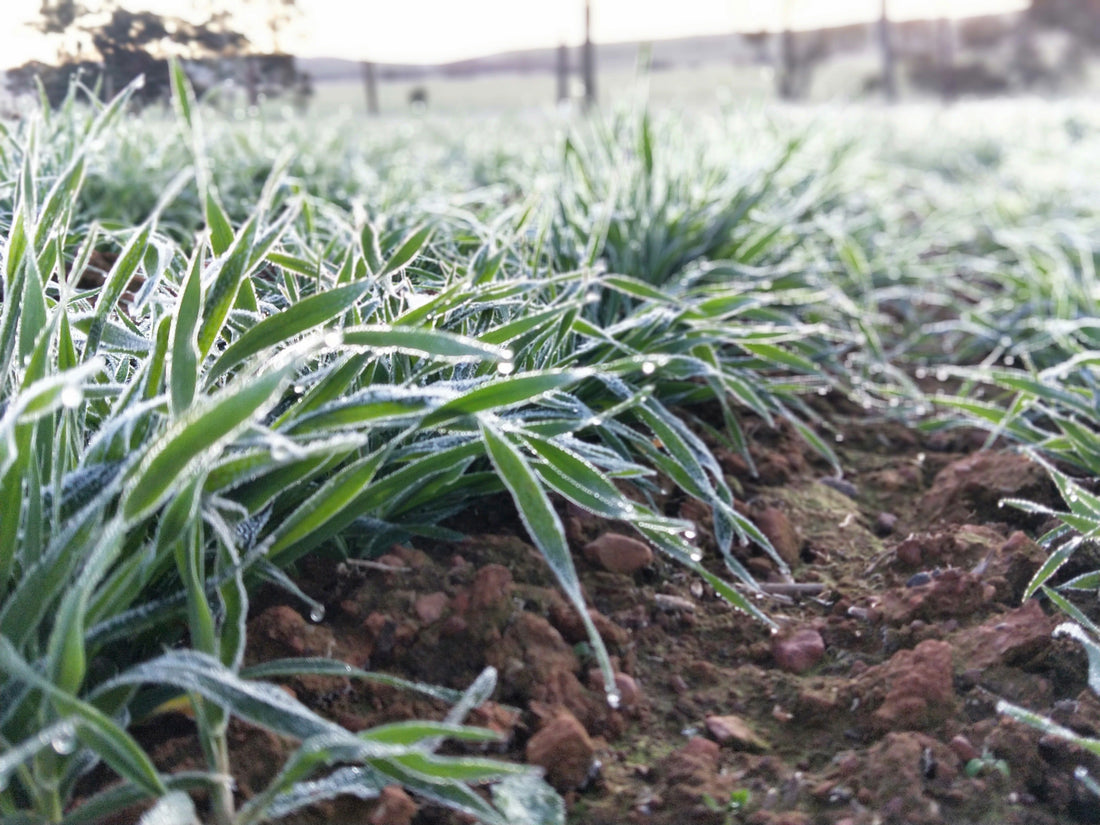 5 Key Actions to Combat Frost