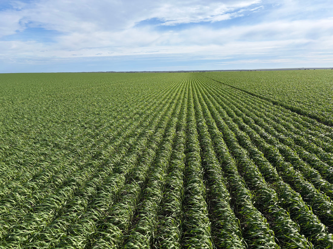 June Agronomy Update