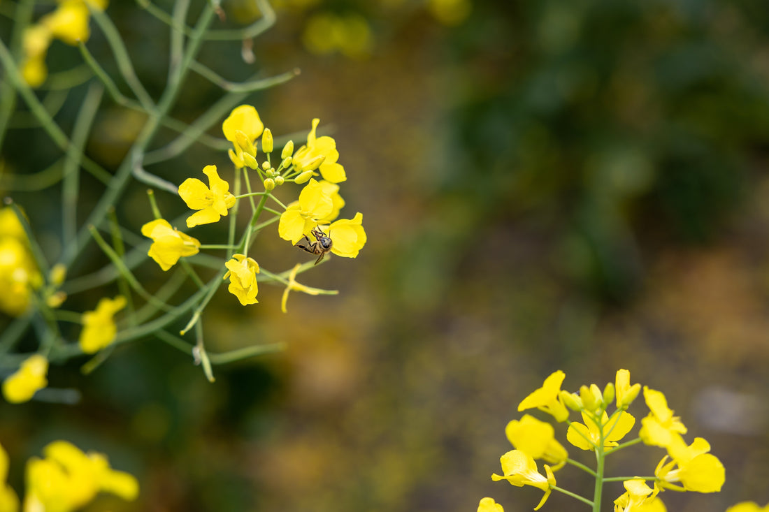July Agronomy Update