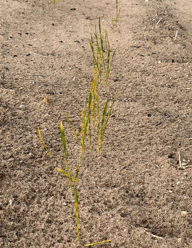 Crop Recovery Tips After Wind Damage