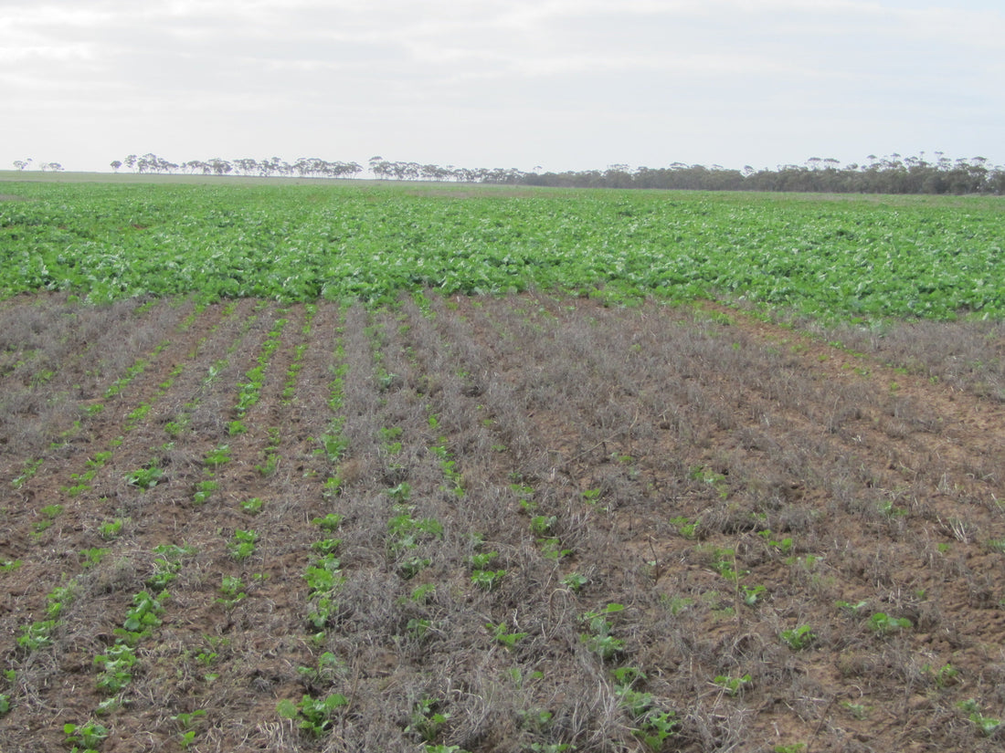 December Agronomy Update