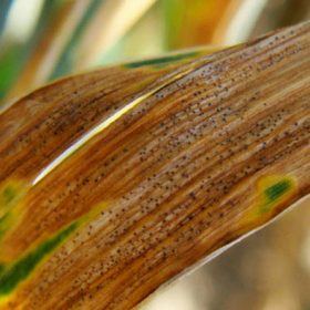 Septoria Tritich Blotch - Crop Smart