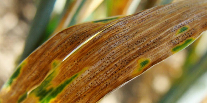 Septoria Tritich Blotch - Crop Smart