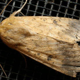 Native Budworm Moth - Crop Smart