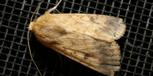 Native Budworm Moth - Crop Smart