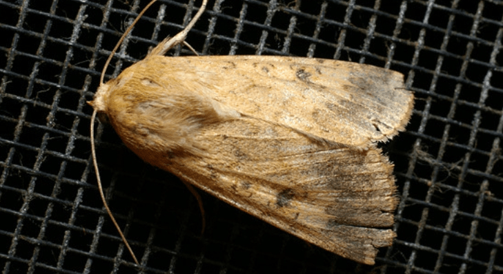 Native Budworm Moth - Crop Smart