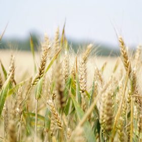 close up of wheat in a crop, Crop Smart