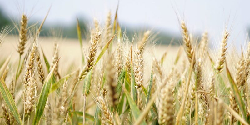 close up of wheat in a crop, Crop Smart