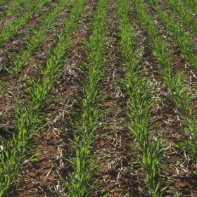 Extending the life of pre-emergent herbicides -Crop Smart