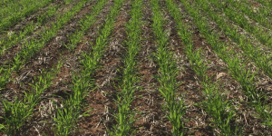 Extending the life of pre-emergent herbicides -Crop Smart