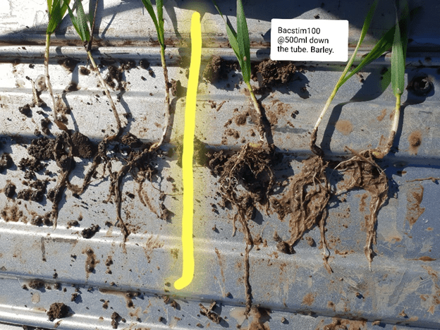 comparison between root structure