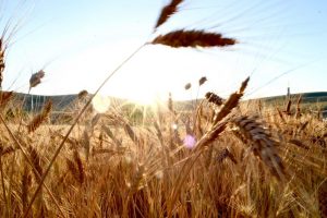 wheat seed for 2020