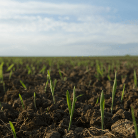 sowing, pre emergent herbicides