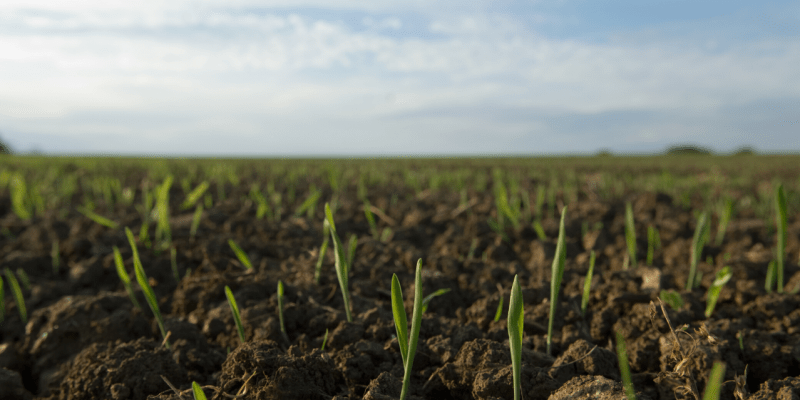 sowing, pre emergent herbicides
