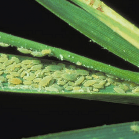 RWA, russian wheat aphid