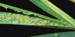 RWA, russian wheat aphid