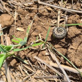 armyworm curled up in crop