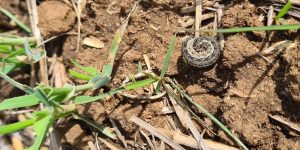 armyworm curled up in crop