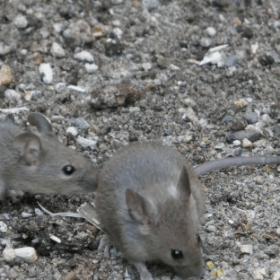 mice control in paddock