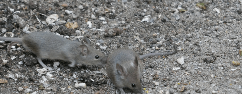 mice control in paddock