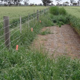 Weedsmart fenceline pic