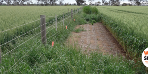 Weedsmart fenceline pic