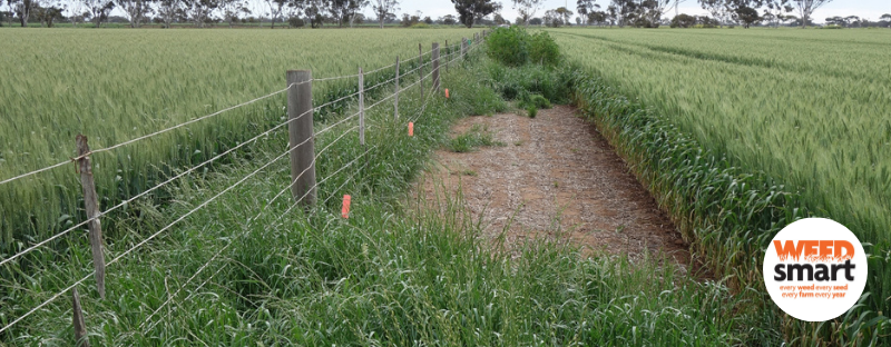 Weedsmart fenceline pic